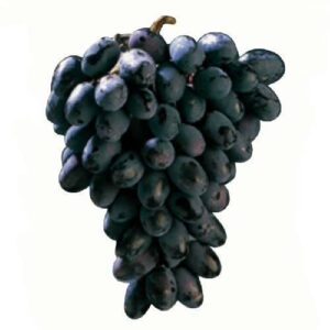 GRAPES BLACK MAGIC